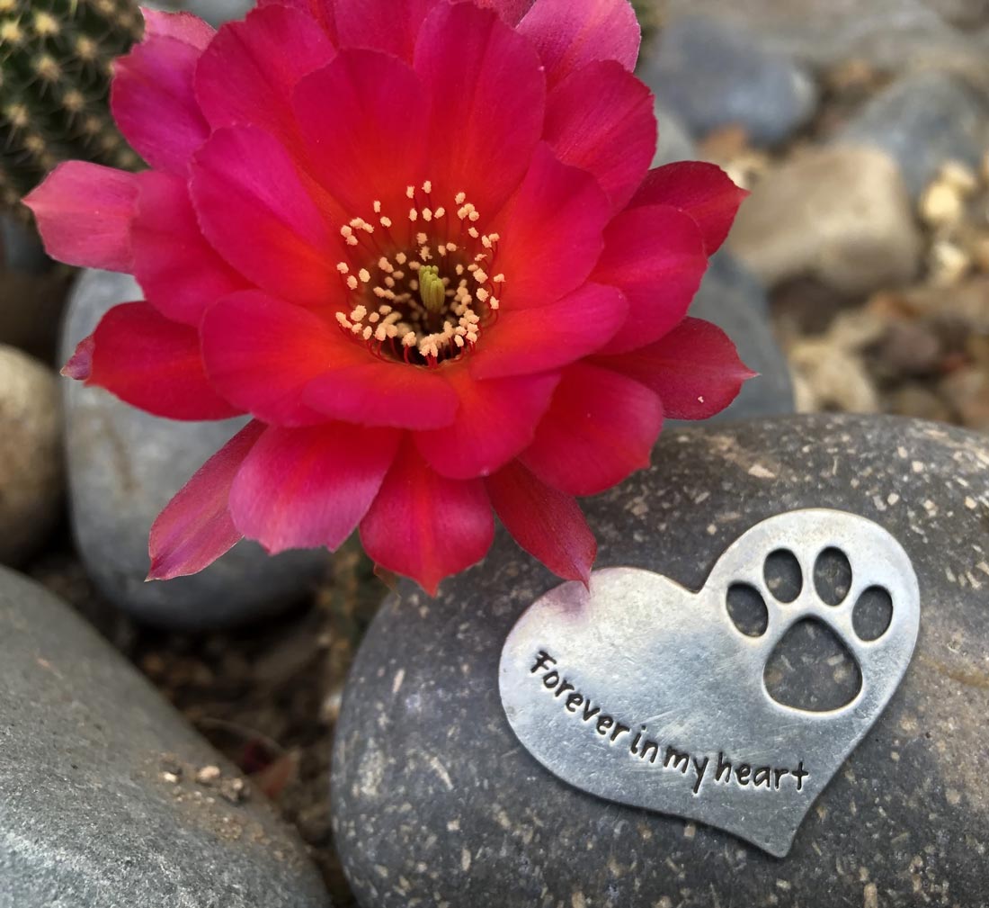 Quotable Cuffs Pet Memorial Forever in My Heart Paw Print Stone for Dogs or Cats